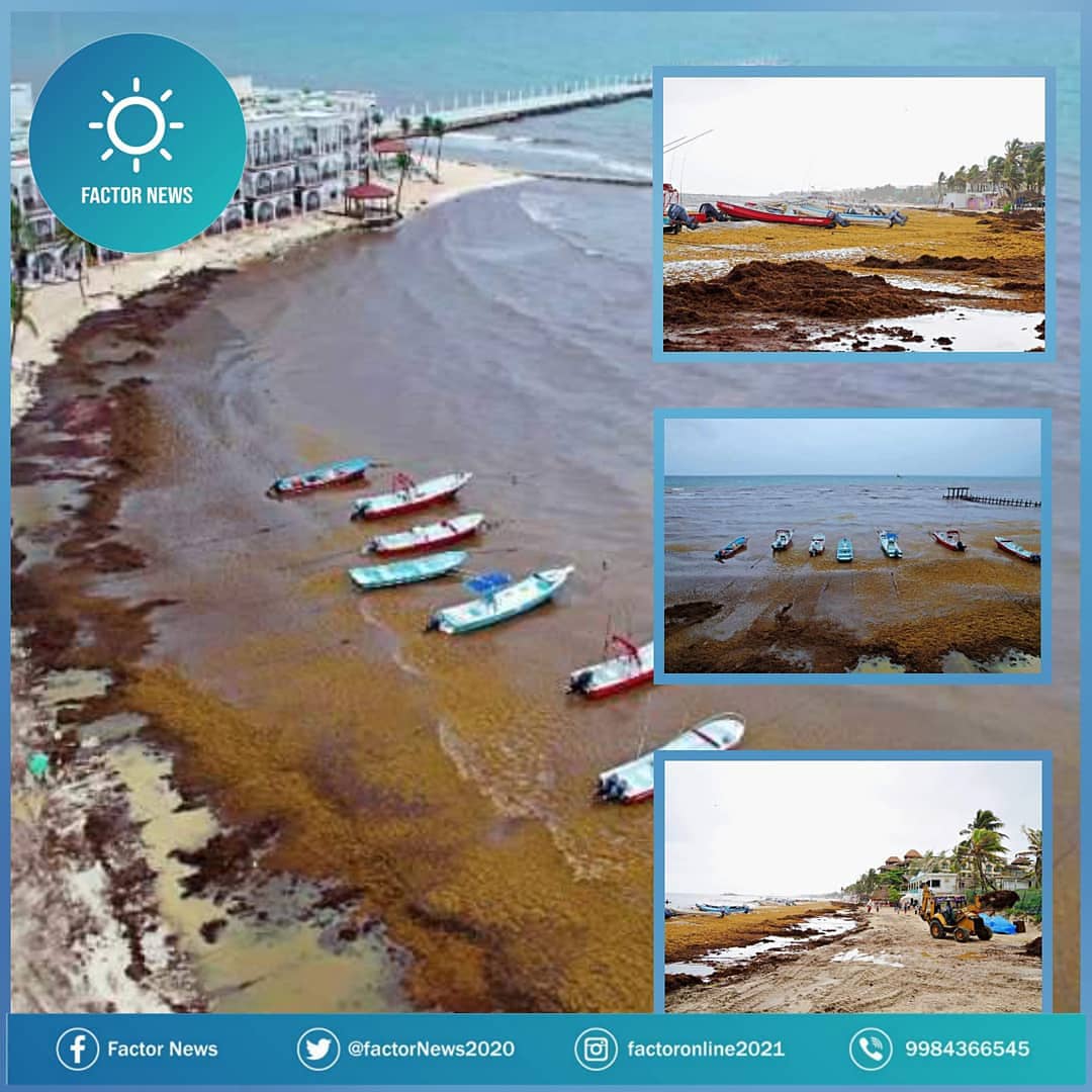 Preocupante el alto recale de sargazo, afecta a turismo y empresarios de Playa del Carmen.