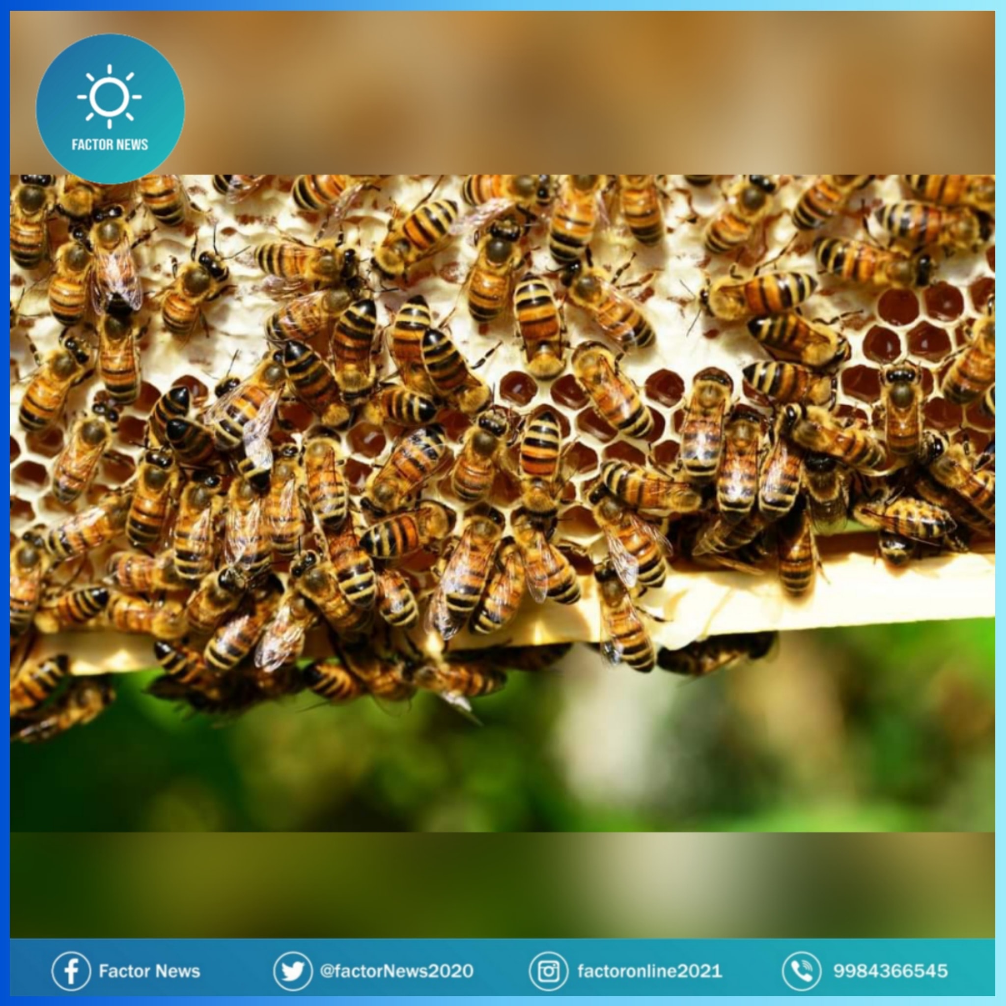 Los apicultores de Quintana Roo junto a los de Yucatán y Campeche figuran entre los de mayor producción.